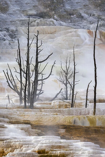 Black tree trunks and terrace, Mammoth Hot Springs, Yellowstone National Park, Wyoming