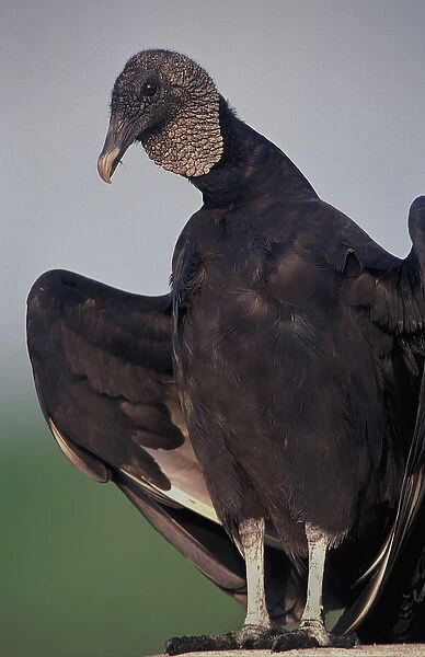 Black Vulture sunning, Coragyps atratus, Myakka River State Park, Florida