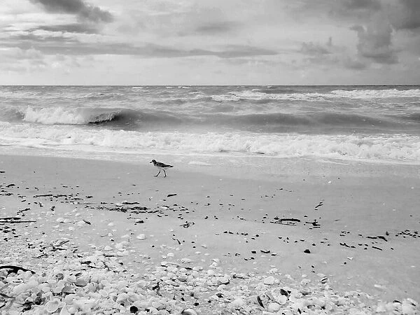 Black and white Beach, Sanibel Island, Florida, USA