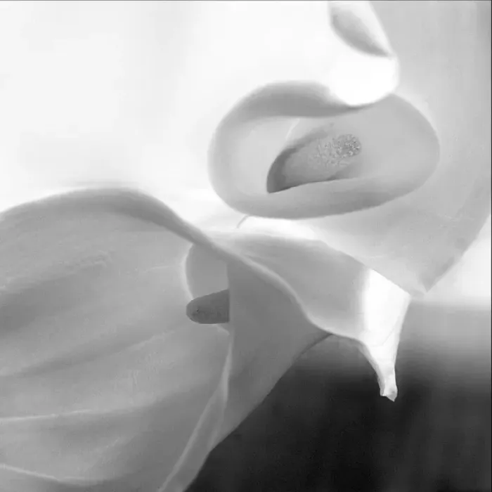 Framed Print : Black and White Calla Study Framed Print : Black and White Calla Study