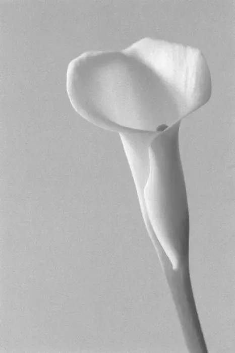 Framed Print : Black and White Calla Study Framed Print : Black and White Calla Study