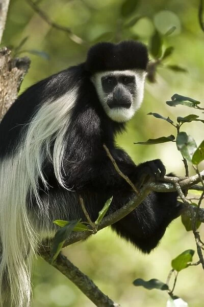 Black and White Colobus Monkey, Colobus guereza, eating in a tree, Nakuru, Kenya