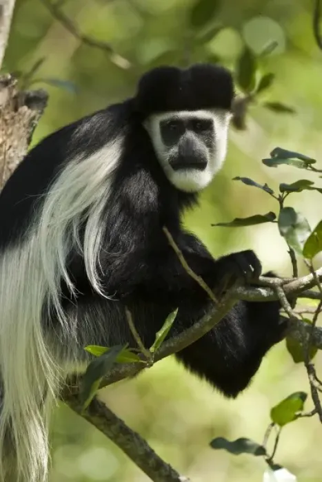 Framed Print : Black and White Colobus Monkey, Colobus guereza, eating in a tree, Nakuru, Kenya