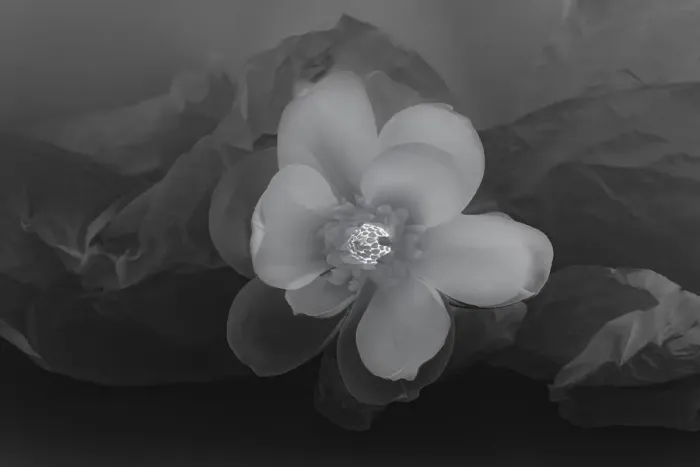 Framed Print : Black and white flower Framed Print : Black and white flower