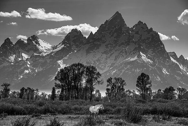 Black and white of horse grazing in meadow below Grand Teton, Wyoming