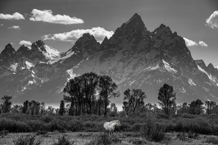 Framed Print : Black and white of horse grazing in meadow below Grand Teton, Wyoming Framed Print : Black and white of horse grazing in meadow below Grand Teton, Wyoming