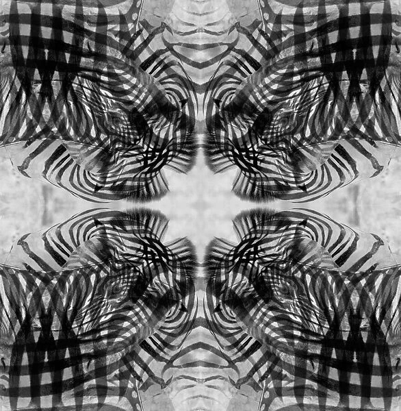 Black and white kaleidoscope abstract of a zebra