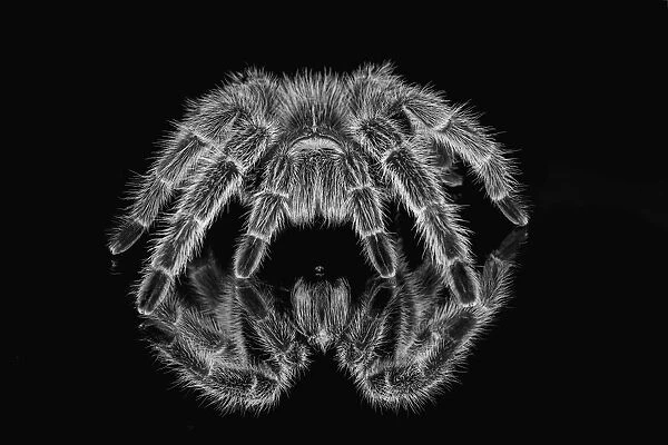 Black and white of Mexican redknee tarantula reflected on mirror