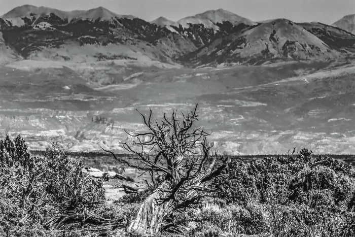 Framed Print : Black and white old wood branch, Abajo Mountains, Canyonlands National Park, Moab, Utah Framed Print : Black and white old wood branch, Abajo Mountains, Canyonlands National Park, Moab, Utah