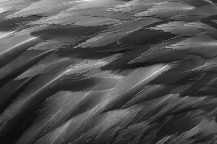 Framed Print : Black and white of pattern in American flamingo feathers