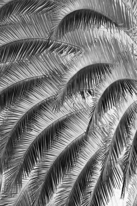 Framed Print : Black and White Pattern in branches of palm tree, Quito, Ecuador Framed Print : Black and White Pattern in branches of palm tree, Quito, Ecuador