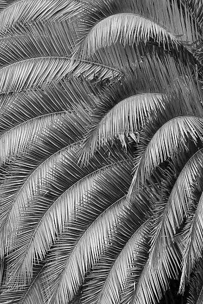 Black and White Pattern in branches of palm tree, Quito, Ecuador