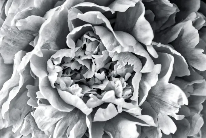 Framed Print : Black and White Peony