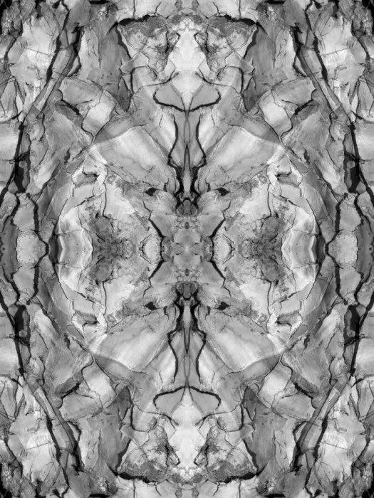 Framed Print : Black and white of quiver tree bark abstract