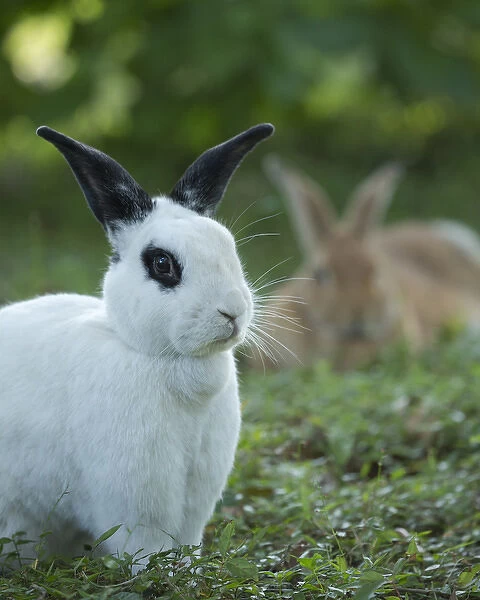 Black and White Rex Rabbit with doe in background, Oryctolagus cuniculus