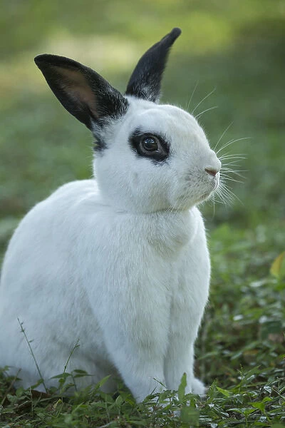 Black and White Rex Rabbit with doe in background, Oryctolagus cuniculus