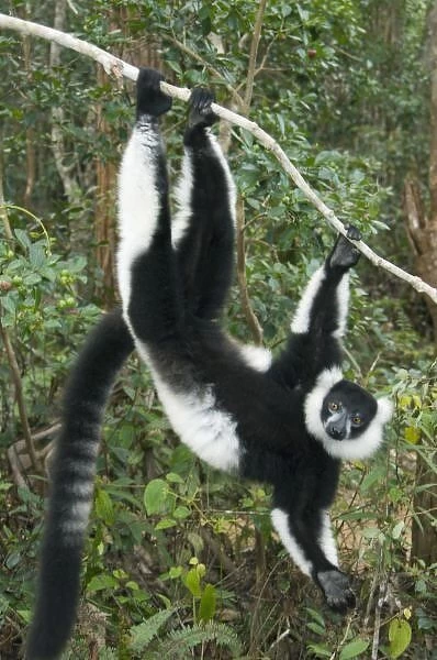 Black and White Ruffed Lemur, (Varecia variegata), Captive, MADAGASCAR