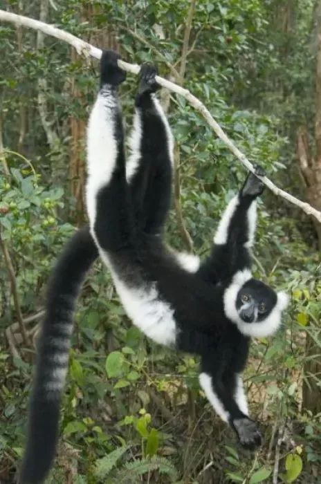 Framed Print : Black and White Ruffed Lemur, (Varecia variegata), Captive, MADAGASCAR Framed Print : Black and White Ruffed Lemur, (Varecia variegata), Captive, MADAGASCAR