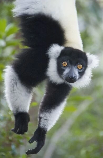 Black and White Ruffed Lemur, (Varecia variegata), Mantadia Nat. park, Madagascar