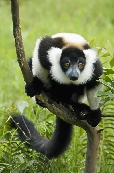 Black and White Ruffed Lemur, (Varecia variegata), Captive, Madagascar