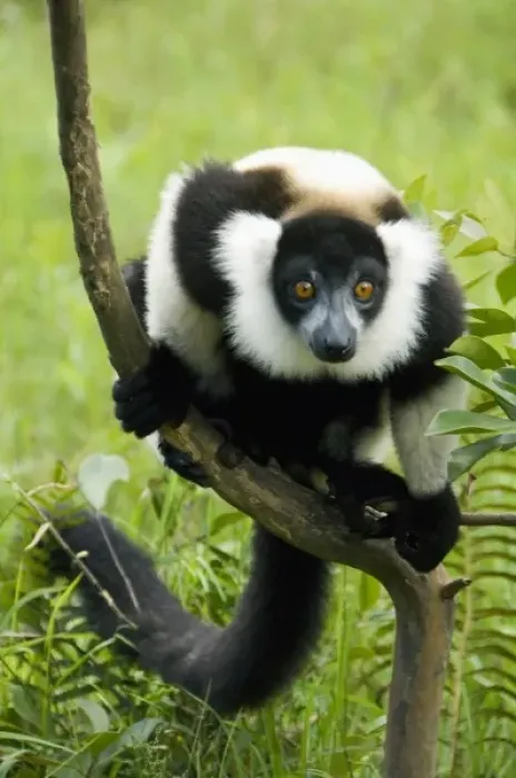 Framed Print : Black and White Ruffed Lemur, (Varecia variegata), Captive, Madagascar Framed Print : Black and White Ruffed Lemur, (Varecia variegata), Captive, Madagascar