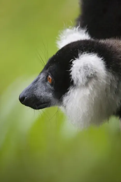 Framed Print : Black and white ruffed lemur (Varecia variegata) in the forest, Perinet Reserve, Toamasina