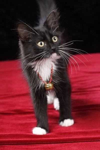 Black & white short-haired kitten, 2 1  /  2 months old