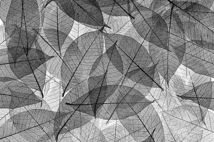Framed Print : Black and white skeleton leaves arranged on black background