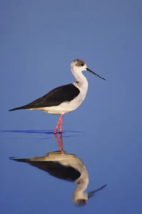 Framed Print : Black-winged Stilt, Himantopus himantopus, adult, National Park Lake Neusiedl, Burgenland Framed Print : Black-winged Stilt, Himantopus himantopus, adult, National Park Lake Neusiedl, Burgenland