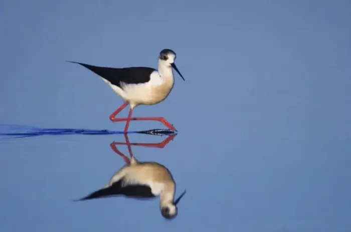 Framed Print : Black-winged Stilt, Himantopus himantopus, adult walking, National Park Lake Neusiedl