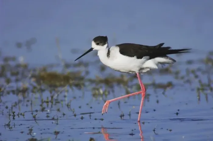 Framed Print : Black-winged Stilt, Himantopus himantopus, adult walking, National Park Lake Neusiedl