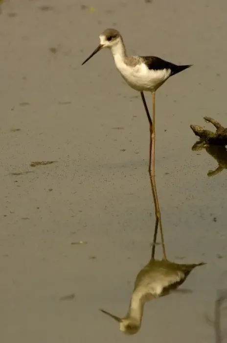 Framed Print : Black-winged stilt in non-breeding plumage (Himantopus himantopus). Bharatpur National Framed Print : Black-winged stilt in non-breeding plumage (Himantopus himantopus). Bharatpur National