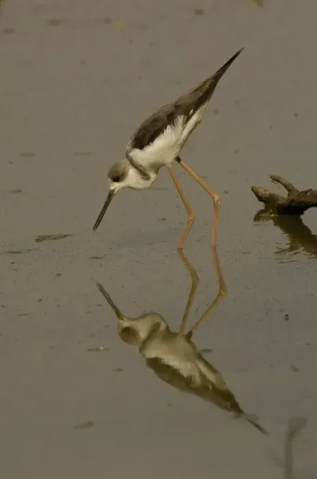 Framed Print : Black-winged stilt in non-breeding plumage (Himantopus himantopus). Bharatpur National Framed Print : Black-winged stilt in non-breeding plumage (Himantopus himantopus). Bharatpur National