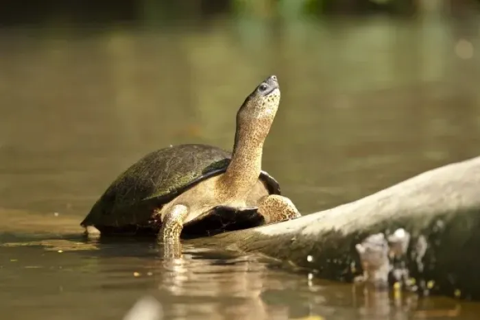 Framed Print : Black Wood Turtle, Rhinoclemmys funerea, Costa Rica, on log in water hole Framed Print : Black Wood Turtle, Rhinoclemmys funerea, Costa Rica, on log in water hole