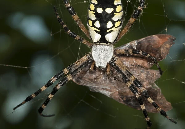 Black & Yellow Argiope spider with captured prey, Argiope aurantia, central Florida