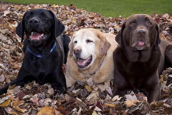 A black, yellow, and chocolate Labrador retriever dog trio in a pile of autumn leaves