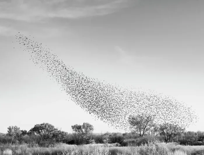 Framed Print : Blackbird murmuration, Bosque del Apache National Wildlife Refuge, New Mexico Framed Print : Blackbird murmuration, Bosque del Apache National Wildlife Refuge, New Mexico