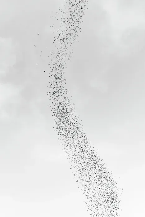 Framed Print : Blackbird murmuration, Bosque del Apache National Wildlife Refuge, New Mexico Framed Print : Blackbird murmuration, Bosque del Apache National Wildlife Refuge, New Mexico