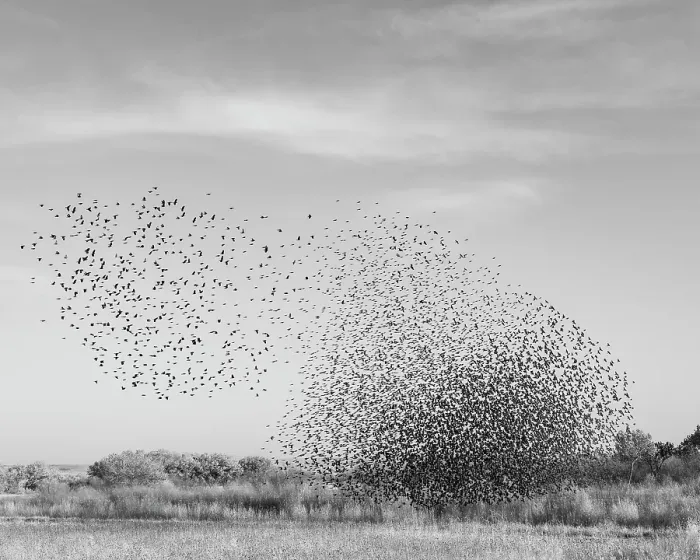 Framed Print : Blackbird murmuration, Bosque del Apache National Wildlife Refuge, New Mexico Framed Print : Blackbird murmuration, Bosque del Apache National Wildlife Refuge, New Mexico