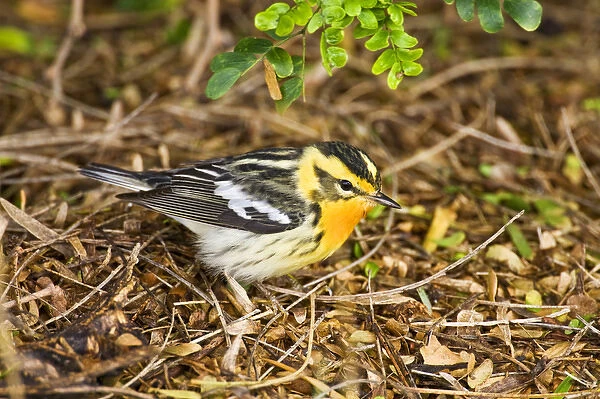 Blackburnian Warbler (Dendroica fusca) male feeding on insects, spring, migration