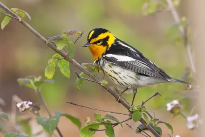Framed Print : Blackburnian Warbler (Dendroica fusca) adult male foraging for insects in lantana garden