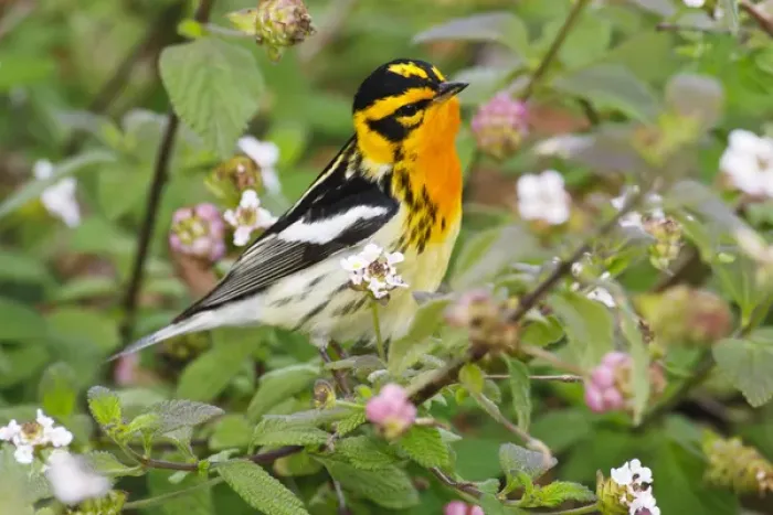 Framed Print : Blackburnian Warbler (Dendroica fusca) adult male foraging for insects in lantana garden Framed Print : Blackburnian Warbler (Dendroica fusca) adult male foraging for insects in lantana garden