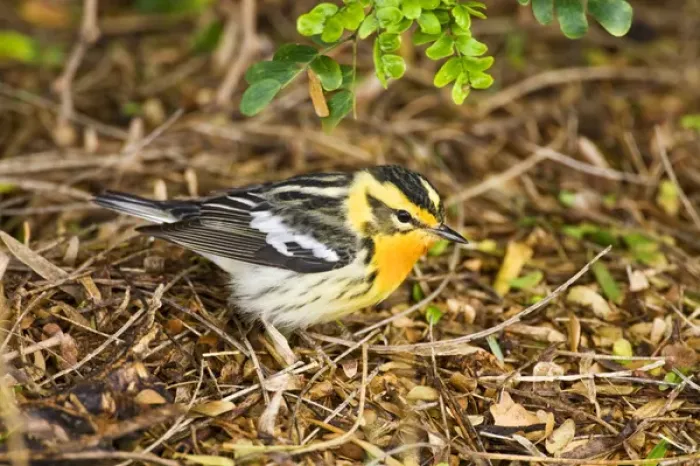 Framed Print : Blackburnian Warbler (Dendroica fusca) male feeding on insects, spring, migration Framed Print : Blackburnian Warbler (Dendroica fusca) male feeding on insects, spring, migration