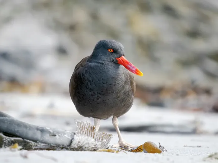 Framed Print : Blackish oystercatcher at the coast of Sea Lion Island, South America, Falkland Islands, spring Framed Print : Blackish oystercatcher at the coast of Sea Lion Island, South America, Falkland Islands, spring