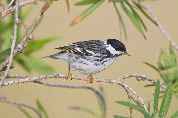 Blackpol Warbler (Dendroica striata) male foraging for insects, Texas coast
