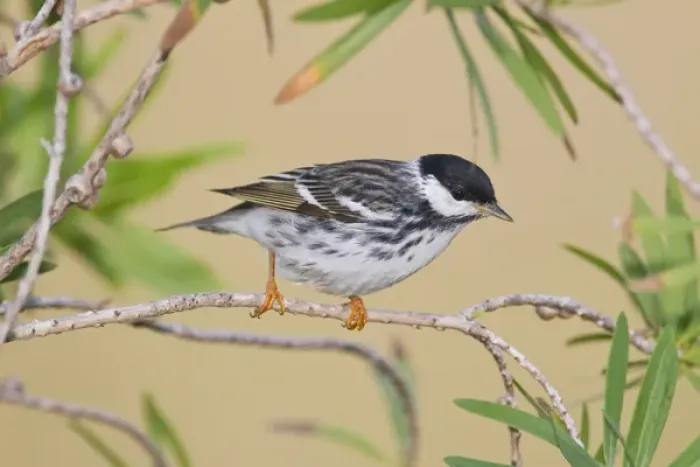 Framed Print : Blackpol Warbler (Dendroica striata) male foraging for insects, Texas coast Framed Print : Blackpol Warbler (Dendroica striata) male foraging for insects, Texas coast
