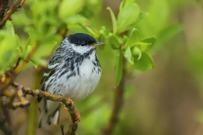 Framed Print : Blackpoll warbler takes shelter inside a willow bush during a light arctic rain shower on the Seward Peninsula, Alaska