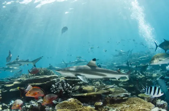 Framed Print : Blacktip Reef Shark (Carcharhinus melanopterus), In shallow water on coral reef, Benga Lagoon