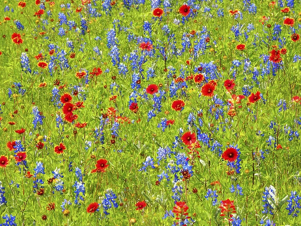 Blanket flowers and bluebonnets. Texas Hill Country, north of Buchanan Dam