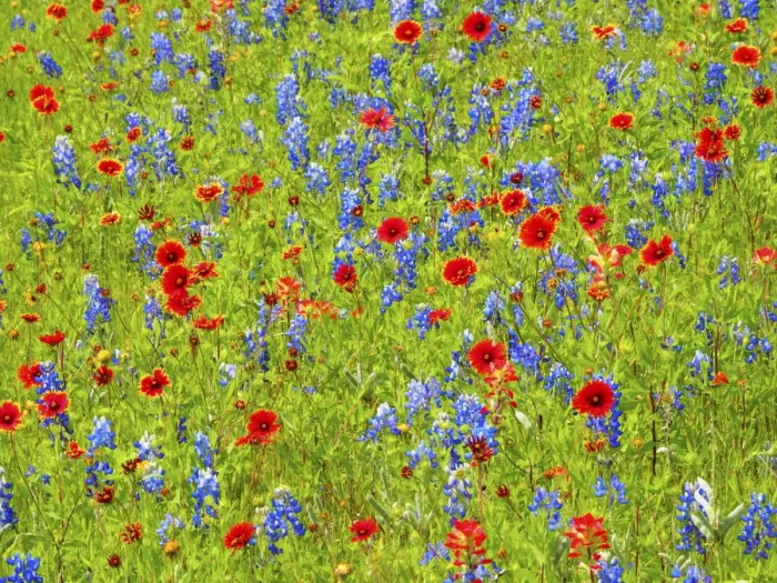 Framed Print : Blanket flowers and bluebonnets. Texas Hill Country, north of Buchanan Dam